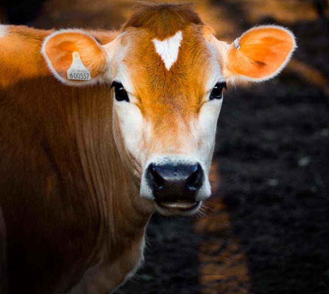 selective focus photography of brown cow